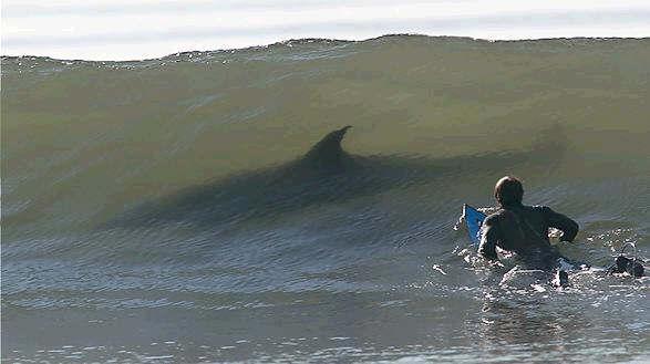 shark attacks surfer. Posted in General, shark